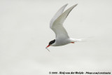 Noordse Stern / Arctic Tern