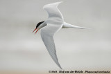 Noordse Stern / Arctic Tern
