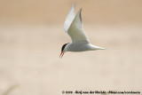 Noordse Stern / Arctic Tern