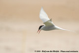 Noordse Stern / Arctic Tern