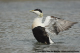 Eider / Common Eider