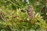 European StonechatSaxicola rubicola hibernans