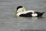 Eider / Common Eider