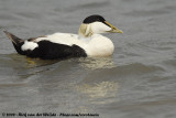 Eider / Common Eider