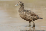 Eider / Common Eider