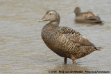 Eider / Common Eider