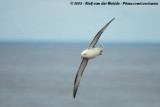 Noordse Stormvogel / Northern Fulmar