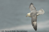 Noordse Stormvogel / Northern Fulmar
