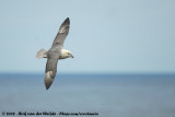 Noordse Stormvogel / Northern Fulmar