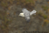 Noordse Stormvogel / Northern Fulmar