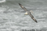 Noordse Stormvogel / Northern Fulmar