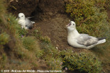 Noordse Stormvogel / Northern Fulmar