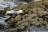 Noordse Stormvogel / Northern Fulmar