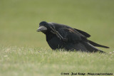 Eurasian Rook<br><i>Corvus frugilegus frugilegus</i>