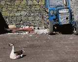 Carlow yard