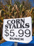 corn stalks for sale