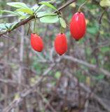 berries