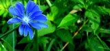blue roadside flower.