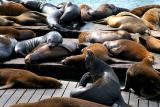 Sea Lions at Pier 39