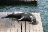 Sea Lions at Pier 39