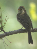Cordilleran Flycatcher