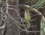 Cordilleran Flycatcher