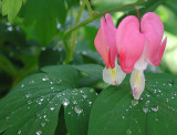 Bleeding Hearts