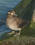 Harlequin Duck