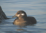 Harlequin Duck