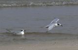 Forsters Tern juvs.