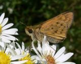 Fiery Skipper