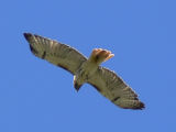 Red-tailed Hawk