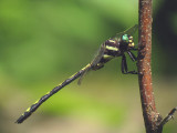 Arrowhead Spiketail