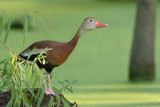 Black-Bellied Whistling Duck