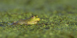 Bullfrog