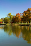 Ducks on Pond in Fall