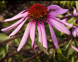 Echinacea (Coneflower)