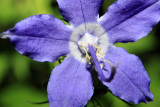 American Bellflower (Campanula americana)