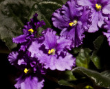 African Violets 1