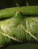 Caterpillar taken with extension tube