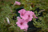 pink petunias