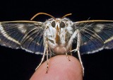 Moth with Hairy Leg