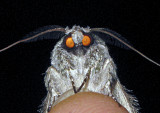 Moth with Glowing Eyes