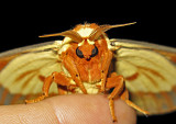 Royal Walnut Moth on Finger