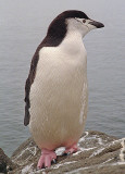 Chin Strap Penguin