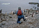 Adelie Penquins in Antarctica