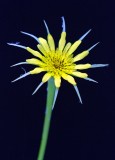 Salsify