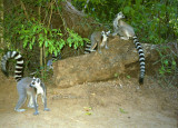  Lemurs