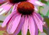Cone Flower Poster
