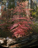 Yosemite  dogwood (8 image vertical mosaic).jpg